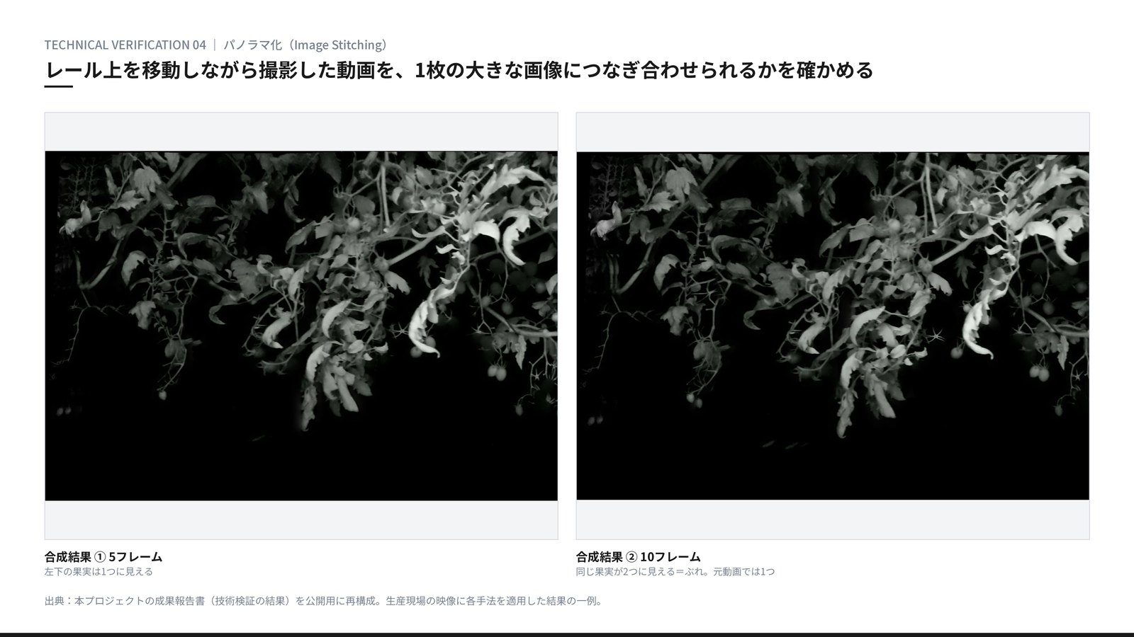 検証結果 パノラマ化。クロロフィル蛍光で撮影した動画を5フレームと10フレームでつなぎ合わせたパノラマ画像。10フレームの結果では果実がぶれて二重に見える箇所がある。